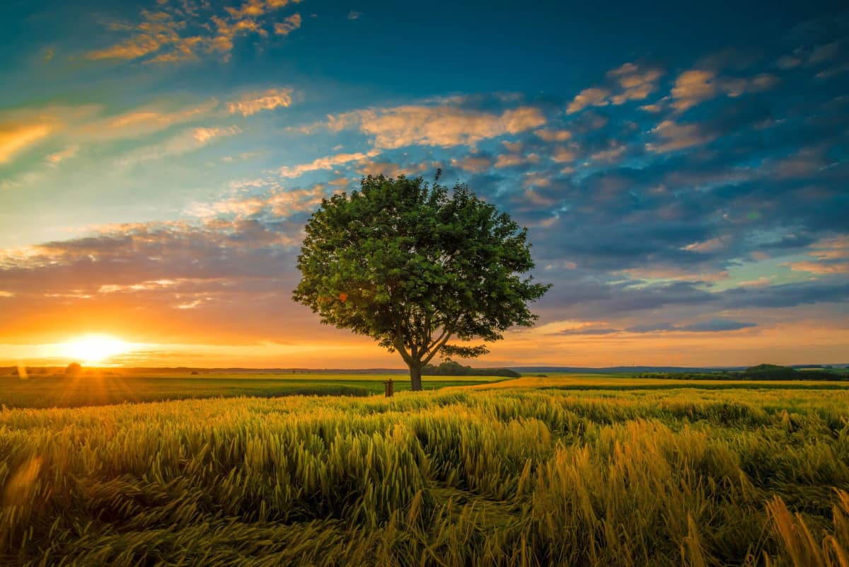 Tracking commercial and valuable trees