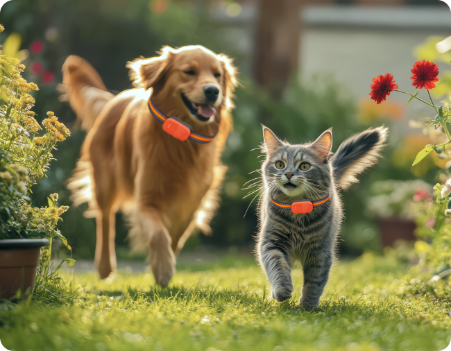 petzee software